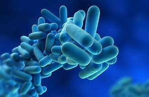 Legionella